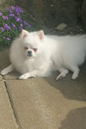 Pomeranian Zwergspitz Weibchen 4 Jahre alt Weiß Bild 2