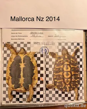 Griechische Landschildkröte Mallorca adult