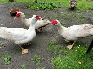 Flugenten   Warzenenten Küken Vorbestellen schwere Linie 