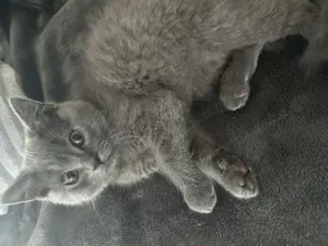 British Kurzhaar Kater