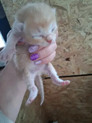 Ragdoll mix kitten