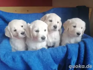 Golden Retriever Deckrüde mit Ahnentafel Bild 7