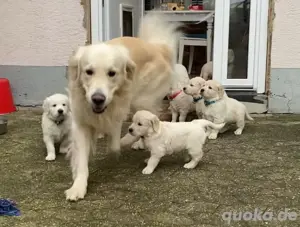 Golden Retriever Deckrüde mit Ahnentafel Bild 8