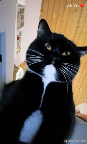 bkh katzen zum abgeben