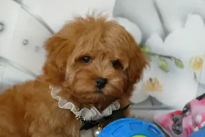 Wunderschöne Havapoo Welpen ähnlich Maltipoo (Toypudel Zwergpudel + Havaneser)