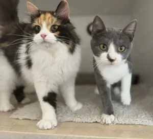 Zwei Katzen 