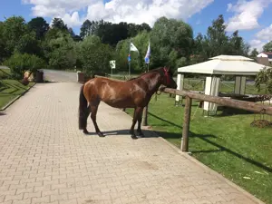 Reitbeteiligung Islandpferd