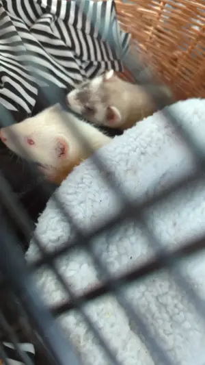 Frettchen 
