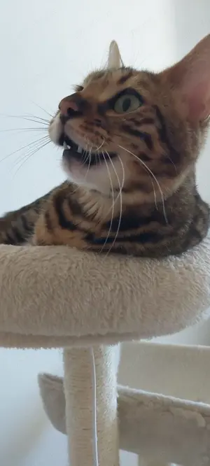 Drei reinrassige weibliche Bengal Katzen und eine männlichen Bengal Kater zu verkaufen  Bild 9