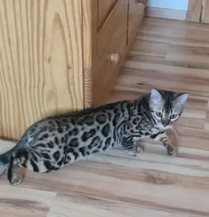 Drei reinrassige weibliche Bengal Katzen und eine männlichen Bengal Kater zu verkaufen  Bild 5