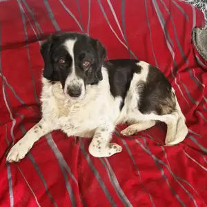 *DONA* Ich bin brav, fröhlich, sozial, verspielt, leinenführig, katzenverträglich