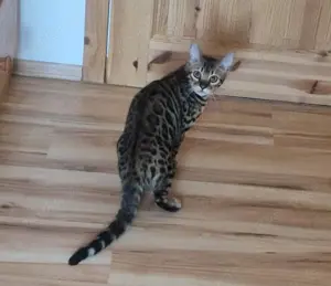 Drei reinrassige weibliche Bengal Katzen und eine männlichen Bengal Kater zu verkaufen  Bild 4