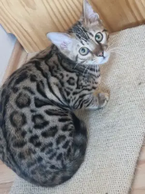 Drei reinrassige weibliche Bengal Katzen und eine männlichen Bengal Kater zu verkaufen  Bild 3