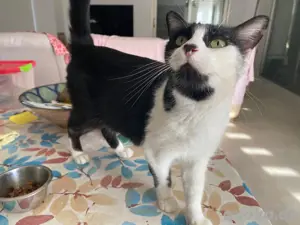 Lernt Dosky kennen ! Bild 3