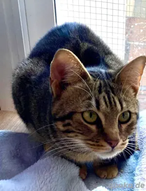 Elliot schüchterner Schmuser sucht liebevolles Zuhause  Bild 5