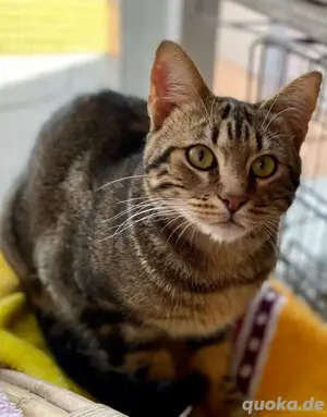 Elliot schüchterner Schmuser sucht liebevolles Zuhause  Bild 3