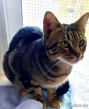 Elliot schüchterner Schmuser sucht liebevolles Zuhause  Bild 2