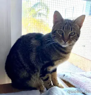 Elliot schüchterner Schmuser sucht liebevolles Zuhause  Bild 4