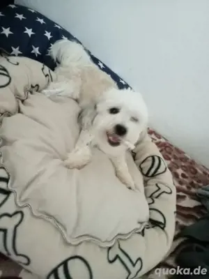Hund sucht ein neues zuhause 