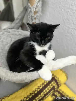 süße katze 