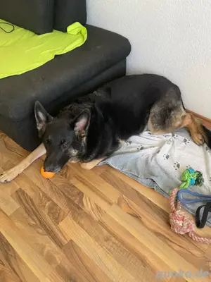 Runa Schäferhündin
