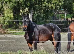 Stute Trakehner, Zucht, Freizeit