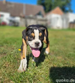 Old Englische Bulldogge 