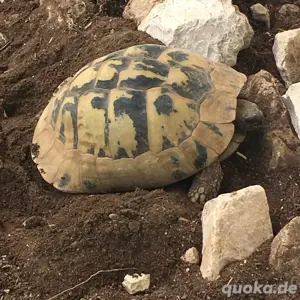 Griechische Landschildkröten NZ aus 2021,23,25 abzugeben