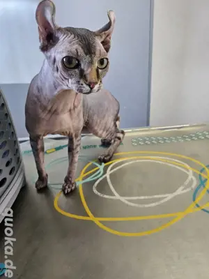 Sphynx Deckkater Elf