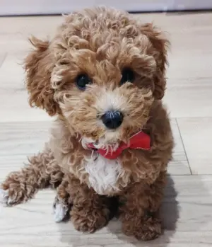 Süßes Hündin Maltipoo