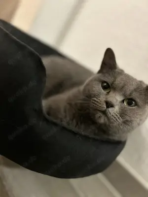BKH Katze weiblich 