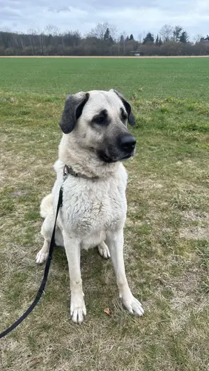 Sultan   Liebevolle Hundedame sucht neues Zuhause