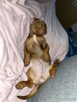 Zwergdackel Deckrüde schokotiger  Bild 4