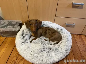 Zwergdackel Deckrüde schokotiger  Bild 2