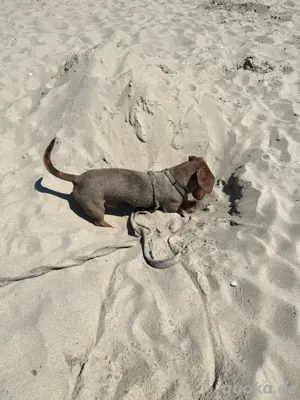 Zwergdackel Deckrüde schokotiger  Bild 5