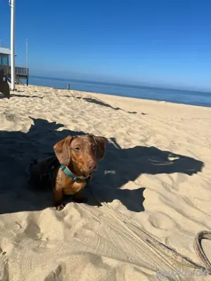 Zwergdackel Deckrüde schokotiger  Bild 3