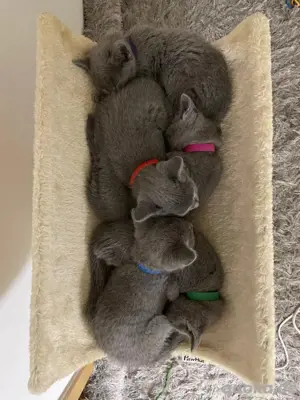 Russisch Blau Kitten