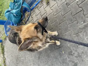 Suche Hundesitter oder auch Dog Sharering