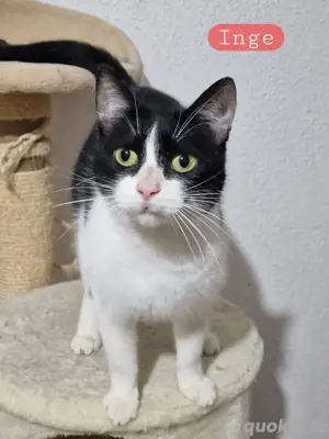 Inge könnte deine Traumkatze sein 