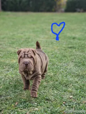 Nur noch 1 Sharpei Welpe reinrassig ABHOLBEREIT 