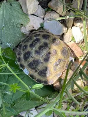 Nachzuchten Testudo Horsfieldii von 2024 Bild 5