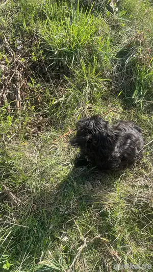hundebetreung 