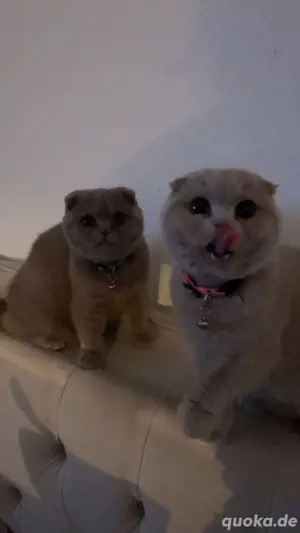 Bkh katzen 