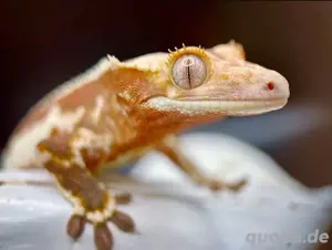 Lilly White het. axanthic Kronengecko 1.0