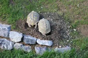 Landschildkröten Korsika Mallorca Sardinien Breitrand Griechen -eigene Nachzuchten- Bild 5