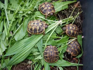 Landschildkröten Korsika Mallorca Sardinien Breitrand Griechen -eigene Nachzuchten- Bild 4