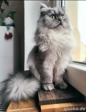 BKH Kater 