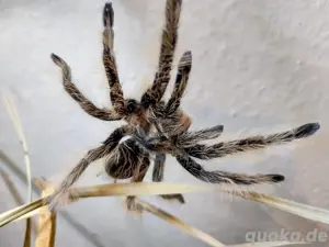 Vogelspinnen mit Terrarium