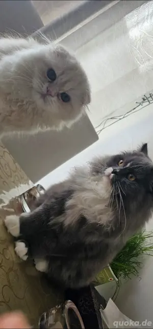 Zwei wunderschöne Katzen suchen ein liebevolles Zuhause 