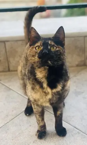 Tartougia, geb. ca. 04 2022, lebt in GRIECHENLAND, auf einer privaten Pflegestelle  Bild 3